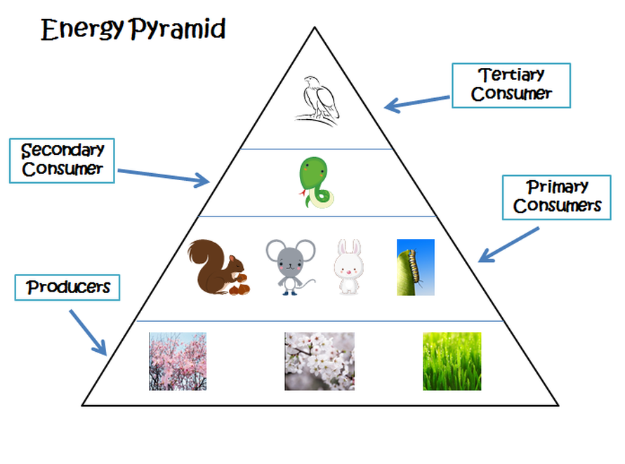 An Example of an Energy Pyramid - Forest Ecosystem